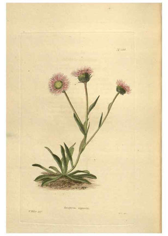 Reproducción/Reproduction 48753749548: The botanical cabinet. London :John & Arthur Arch ...,1817-1833.. 