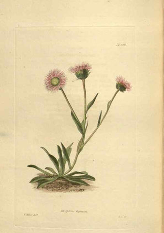 Reproducción/Reproduction 48753749548: The botanical cabinet. London :John & Arthur Arch ...,1817-1833.. 