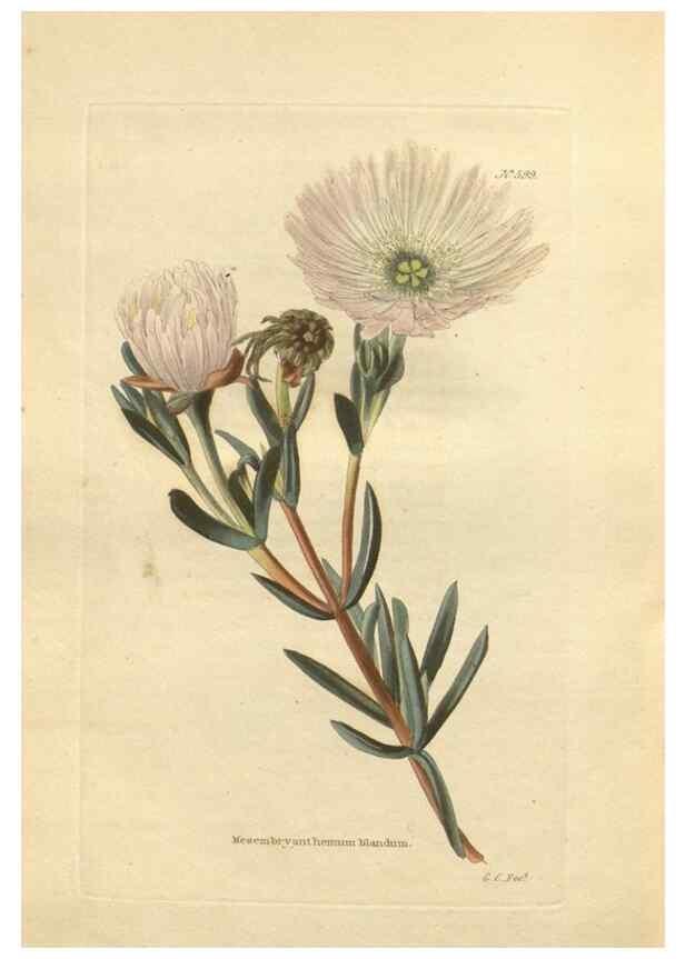 Reproducción/Reproduction 48754266182: The botanical cabinet. London :John & Arthur Arch ...,1817-1833.. 