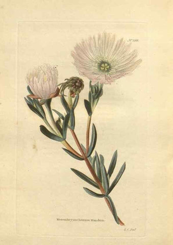 Reproducción/Reproduction 48754266182: The botanical cabinet. London :John & Arthur Arch ...,1817-1833.. 