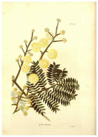 Reproducción/Reproduction 48754111776: The botanical cabinet. London :John & Arthur Arch ...,1817-1833.. 