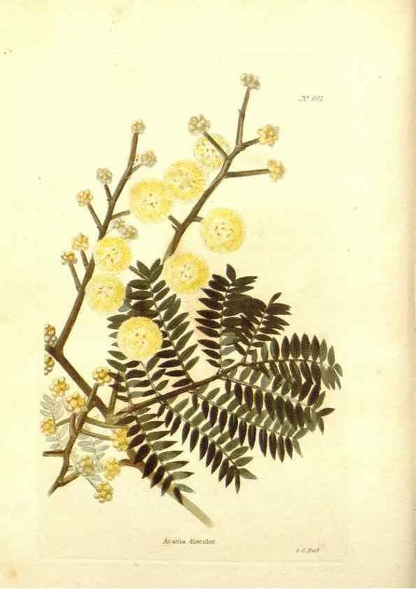 Reproducción/Reproduction 48754111776: The botanical cabinet. London :John & Arthur Arch ...,1817-1833.. 