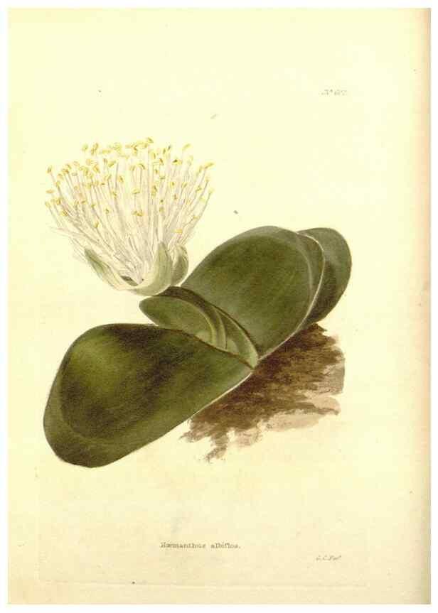 Reproducción/Reproduction 48753788978: The botanical cabinet. London :John & Arthur Arch ...,1817-1833.. 