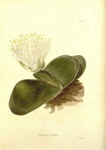 Reproducción/Reproduction 48753788978: The botanical cabinet. London :John & Arthur Arch ...,1817-1833.. 