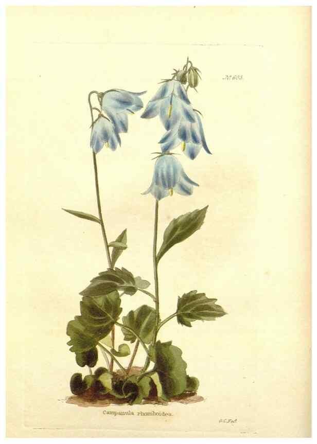 Reproducción/Reproduction 48753789243: The botanical cabinet. London :John & Arthur Arch ...,1817-1833.. 