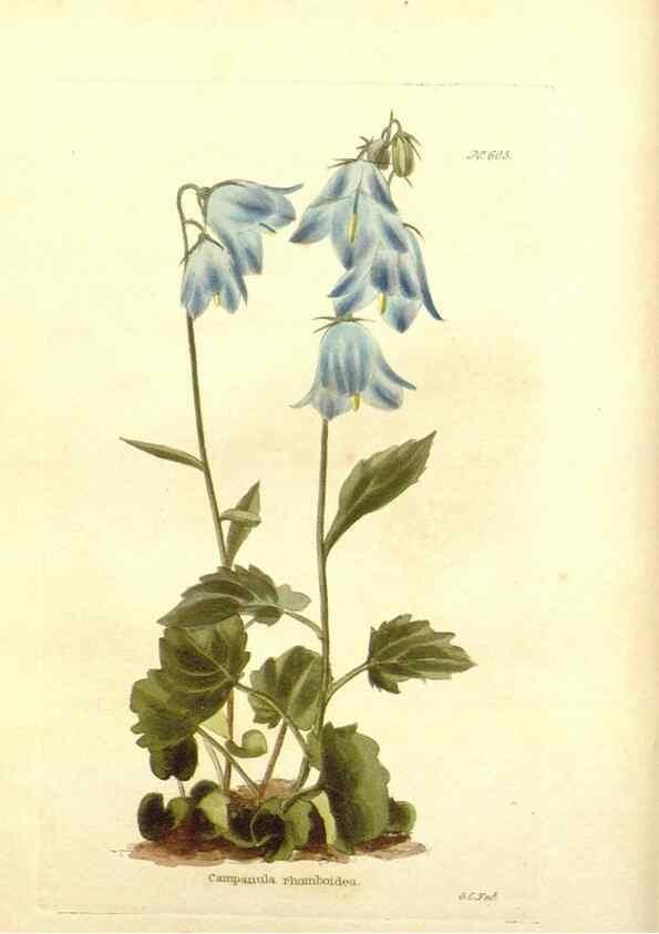 Reproducción/Reproduction 48753789243: The botanical cabinet. London :John & Arthur Arch ...,1817-1833.. 