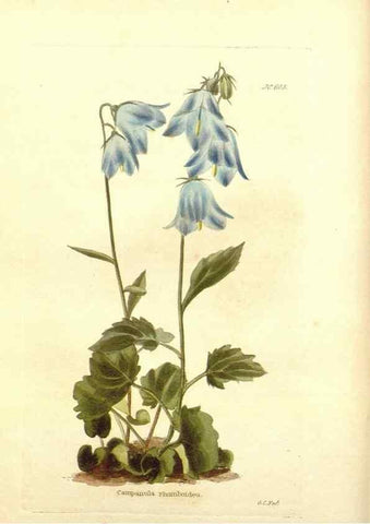 Reproducción/Reproduction 48753789243: The botanical cabinet. London :John & Arthur Arch ...,1817-1833.. 