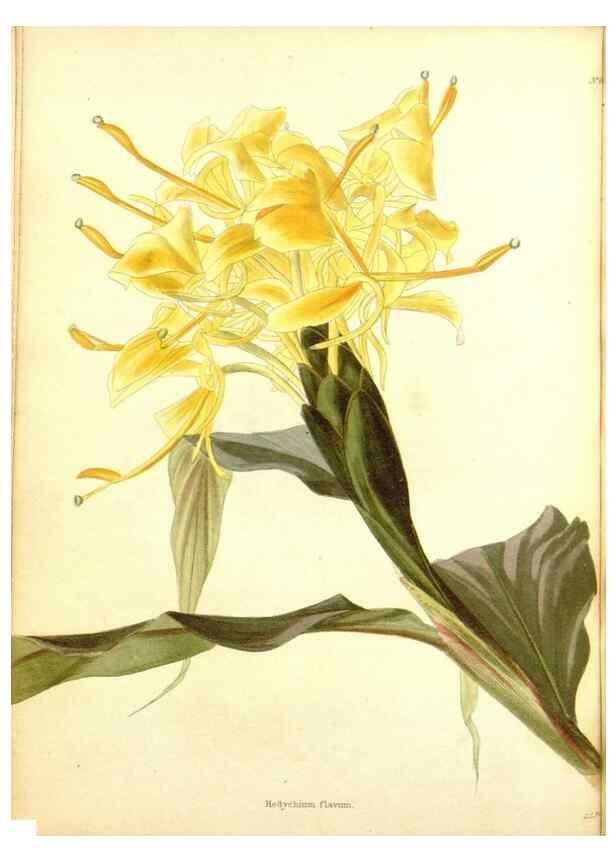 Reproducción/Reproduction 48754304587: The botanical cabinet. London :John & Arthur Arch ...,1817-1833.. 