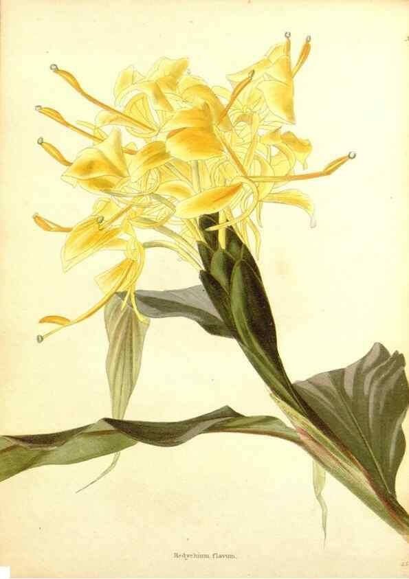 Reproducción/Reproduction 48754304587: The botanical cabinet. London :John & Arthur Arch ...,1817-1833.. 
