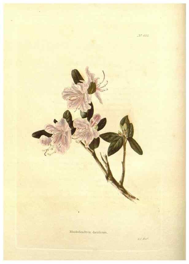 Reproducción/Reproduction 48754112881: The botanical cabinet. London :John & Arthur Arch ...,1817-1833.. 