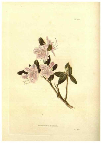 Reproducción/Reproduction 48754112881: The botanical cabinet. London :John & Arthur Arch ...,1817-1833.. 