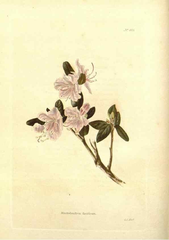 Reproducción/Reproduction 48754112881: The botanical cabinet. London :John & Arthur Arch ...,1817-1833.. 