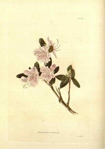 Reproducción/Reproduction 48754112881: The botanical cabinet. London :John & Arthur Arch ...,1817-1833.. 