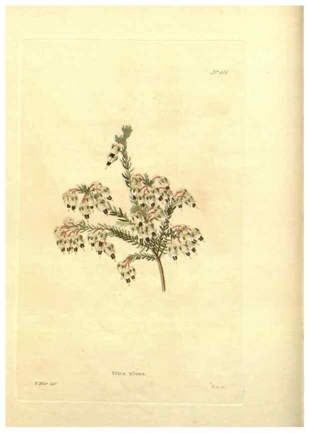 Reproducción/Reproduction 48754113196: The botanical cabinet. London :John & Arthur Arch ...,1817-1833.. 