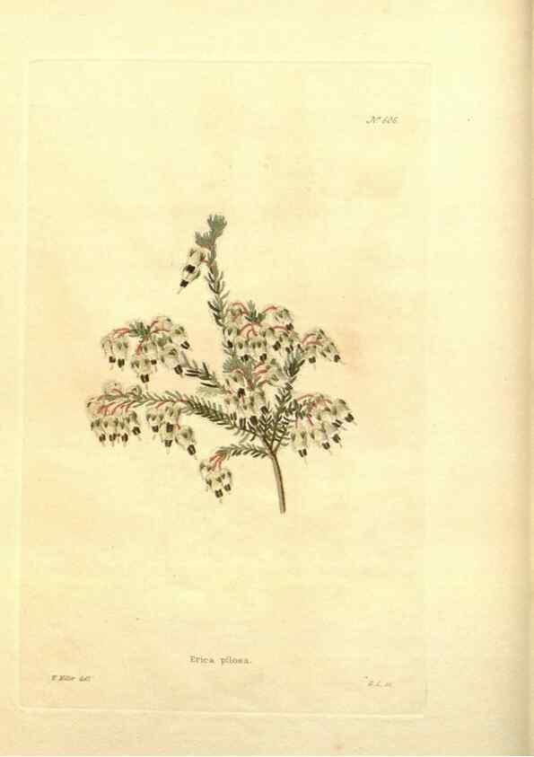 Reproducción/Reproduction 48754113196: The botanical cabinet. London :John & Arthur Arch ...,1817-1833.. 