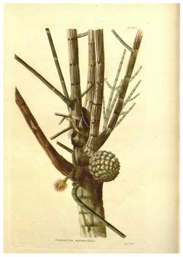 Reproducción/Reproduction 48754305507: The botanical cabinet. London :John & Arthur Arch ...,1817-1833.. 