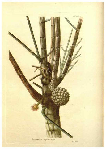 Reproducción/Reproduction 48754305507: The botanical cabinet. London :John & Arthur Arch ...,1817-1833.. 