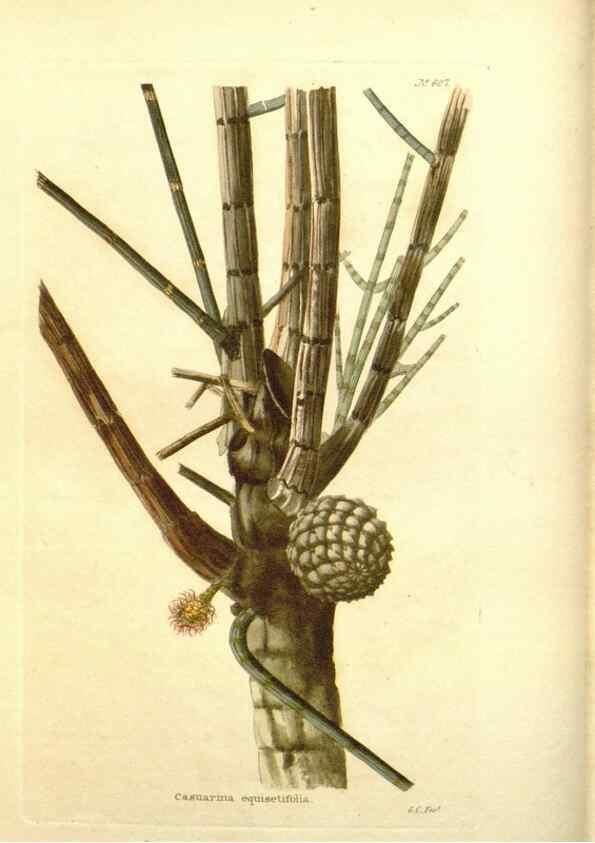 Reproducción/Reproduction 48754305507: The botanical cabinet. London :John & Arthur Arch ...,1817-1833.. 