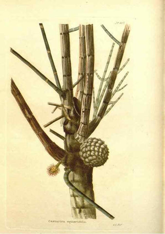 Reproducción/Reproduction 48754305507: The botanical cabinet. London :John & Arthur Arch ...,1817-1833.. 