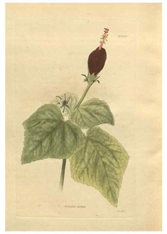 Reproducción/Reproduction 48753752118: The botanical cabinet. London :John & Arthur Arch ...,1817-1833.. 