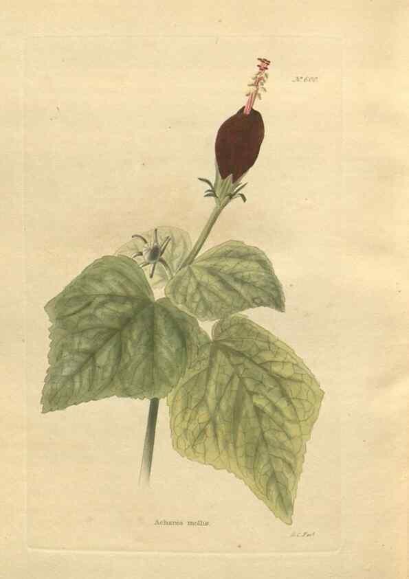 Reproducción/Reproduction 48753752118: The botanical cabinet. London :John & Arthur Arch ...,1817-1833.. 