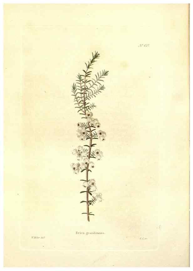 Reproducción/Reproduction 48754119446: The botanical cabinet. London :John & Arthur Arch ...,1817-1833.. 