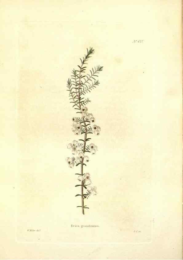 Reproducción/Reproduction 48754119446: The botanical cabinet. London :John & Arthur Arch ...,1817-1833.. 