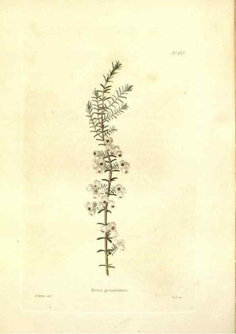 Reproducción/Reproduction 48754119446: The botanical cabinet. London :John & Arthur Arch ...,1817-1833.. 
