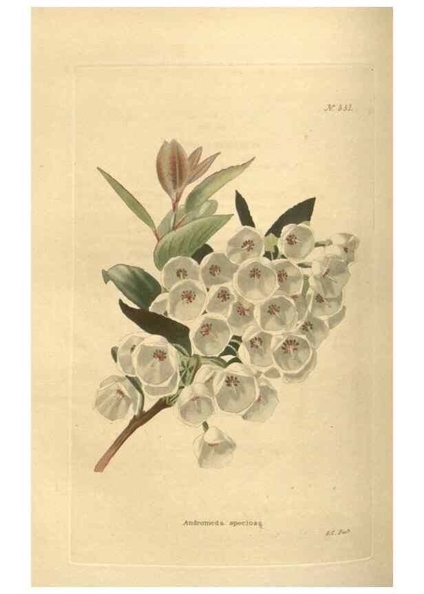 Reproducción/Reproduction 48754062806: The botanical cabinet. London :John & Arthur Arch ...,1817-1833.. 