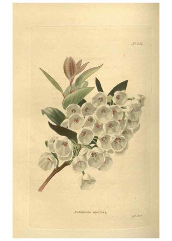 Reproducción/Reproduction 48754062806: The botanical cabinet. London :John & Arthur Arch ...,1817-1833.. 