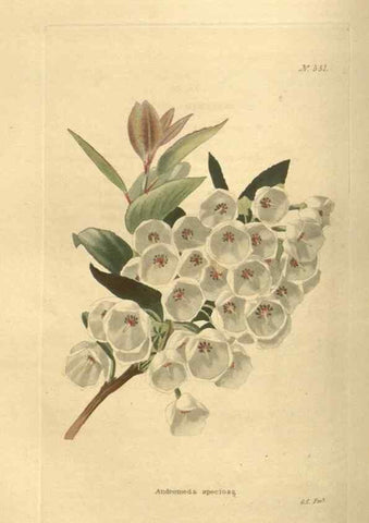 Reproducción/Reproduction 48754062806: The botanical cabinet. London :John & Arthur Arch ...,1817-1833.. 