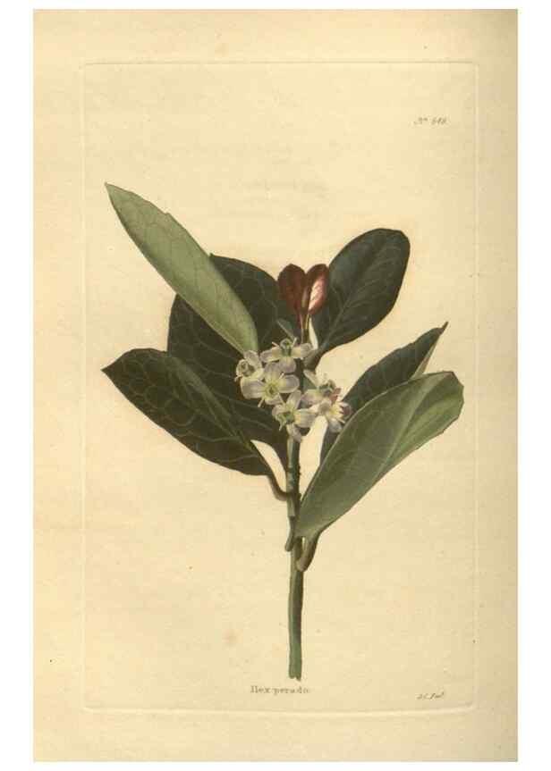 Reproducción/Reproduction 48753738518: The botanical cabinet. London :John & Arthur Arch ...,1817-1833.. 