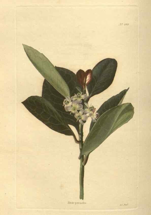 Reproducción/Reproduction 48753738518: The botanical cabinet. London :John & Arthur Arch ...,1817-1833.. 