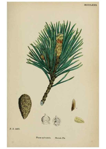 Reproducción/Reproduction 48753970131: English botany, or, Coloured figures of British plants /. London :R. Hardwicke,1863-1886.. 