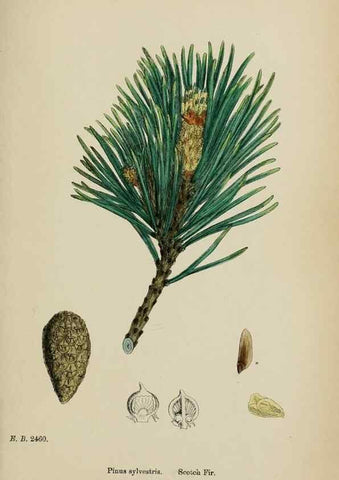 Reproducción/Reproduction 48753970131: English botany, or, Coloured figures of British plants /. London :R. Hardwicke,1863-1886.. 
