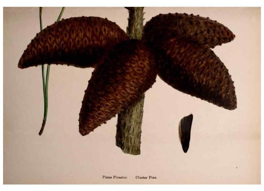 Reproducción/Reproduction 48754160392: English botany, or, Coloured figures of British plants /. London :R. Hardwicke,1863-1886.. 