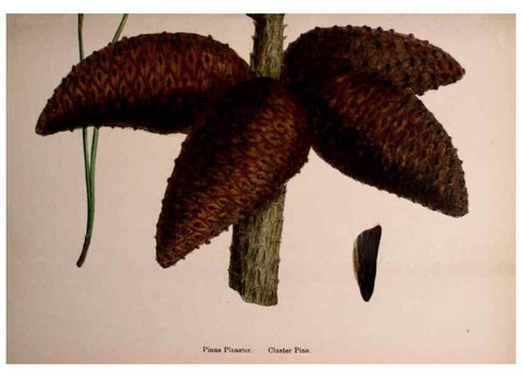 Reproducción/Reproduction 48754160392: English botany, or, Coloured figures of British plants /. London :R. Hardwicke,1863-1886.. 