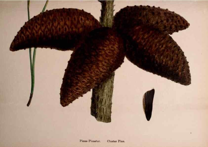 Reproducción/Reproduction 48754160392: English botany, or, Coloured figures of British plants /. London :R. Hardwicke,1863-1886.. 