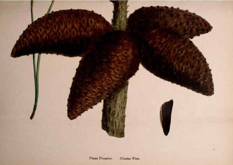 Reproducción/Reproduction 48754160392: English botany, or, Coloured figures of British plants /. London :R. Hardwicke,1863-1886.. 