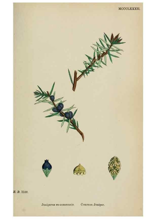 Reproducción/Reproduction 48753970766: English botany, or, Coloured figures of British plants /. London :R. Hardwicke,1863-1886.. 