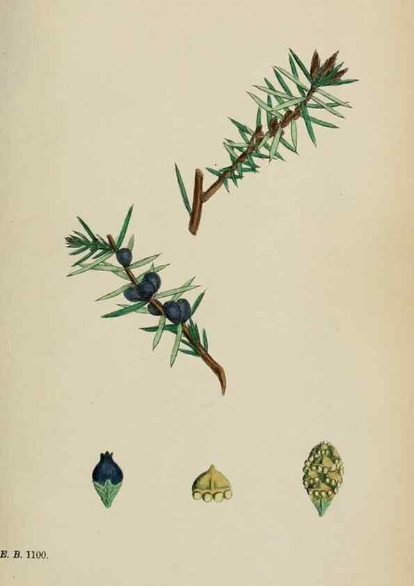 Reproducción/Reproduction 48753970766: English botany, or, Coloured figures of British plants /. London :R. Hardwicke,1863-1886.. 