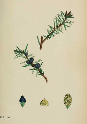 Reproducción/Reproduction 48753970766: English botany, or, Coloured figures of British plants /. London :R. Hardwicke,1863-1886.. 