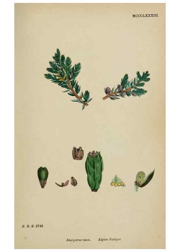Reproducción/Reproduction 48753645888: English botany, or, Coloured figures of British plants /. London :R. Hardwicke,1863-1886.. 