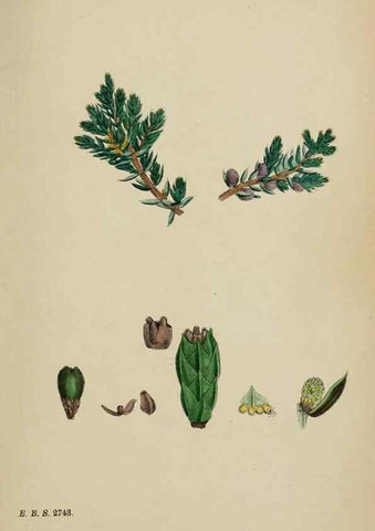 Reproducción/Reproduction 48753645888: English botany, or, Coloured figures of British plants /. London :R. Hardwicke,1863-1886.. 