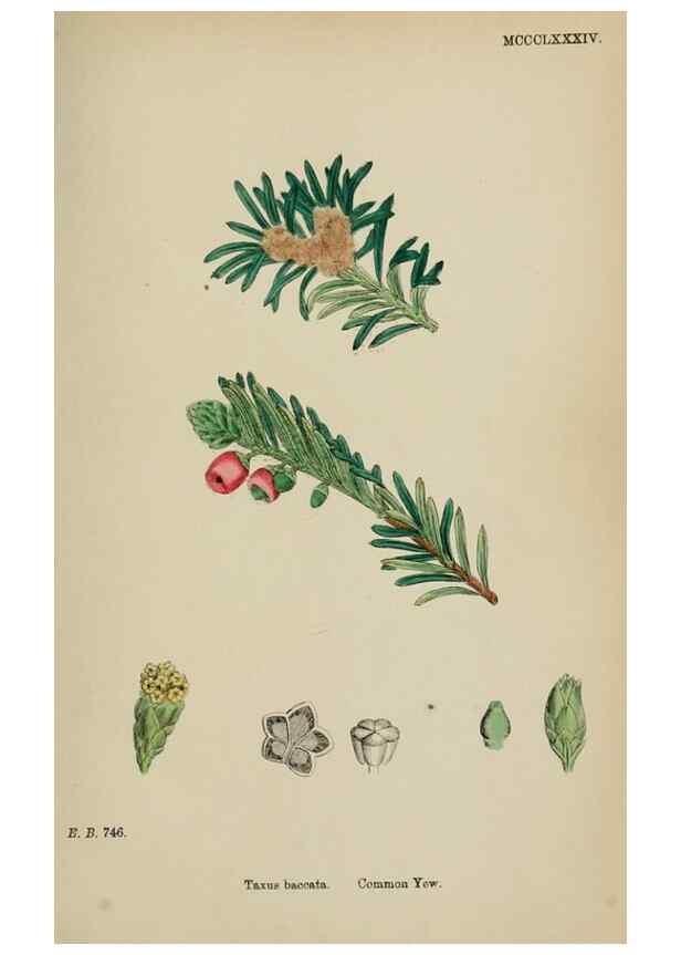 Reproducción/Reproduction 48753646073: English botany, or, Coloured figures of British plants /. London :R. Hardwicke,1863-1886.. 