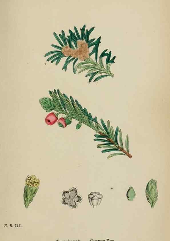Reproducción/Reproduction 48753646073: English botany, or, Coloured figures of British plants /. London :R. Hardwicke,1863-1886.. 