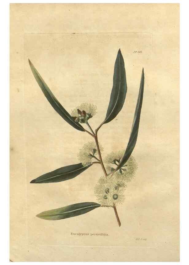 Reproducción/Reproduction 48753725648: The botanical cabinet. London :John & Arthur Arch ...,1817-1833.. 