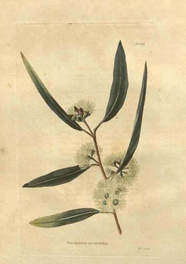 Reproducción/Reproduction 48753725648: The botanical cabinet. London :John & Arthur Arch ...,1817-1833.. 