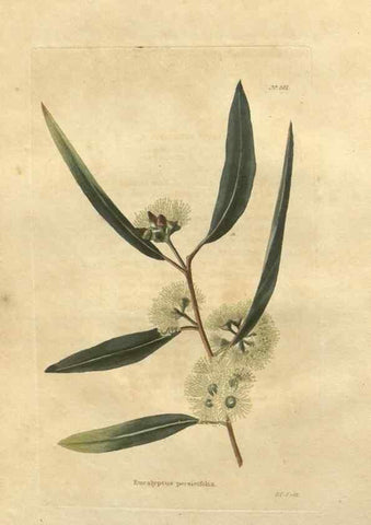 Reproducción/Reproduction 48753725648: The botanical cabinet. London :John & Arthur Arch ...,1817-1833.. 