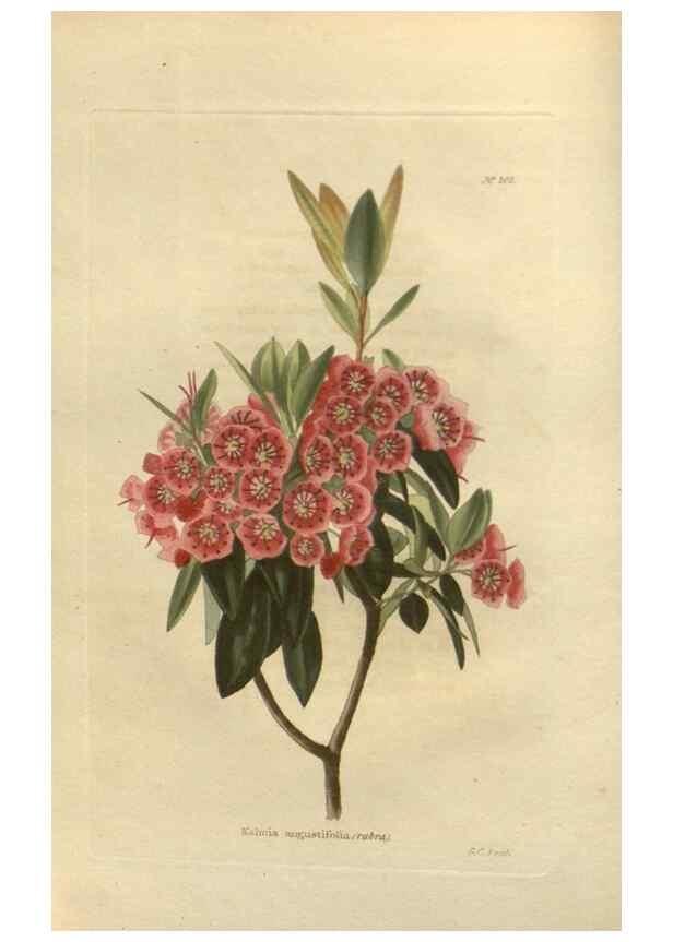Reproducción/Reproduction 48753725923: The botanical cabinet. London :John & Arthur Arch ...,1817-1833.. 